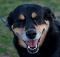 The happiest dog
