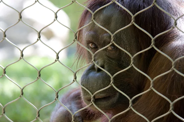 Orangutan