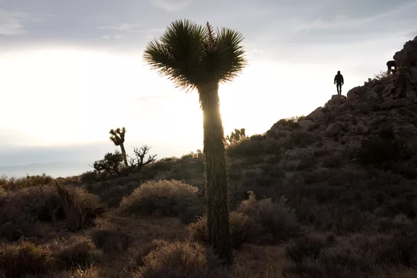 Joshua Tree National Park