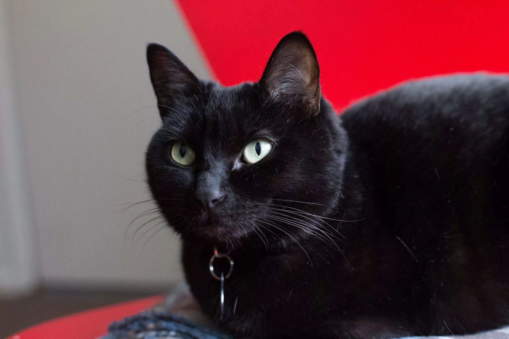 Ella the cat